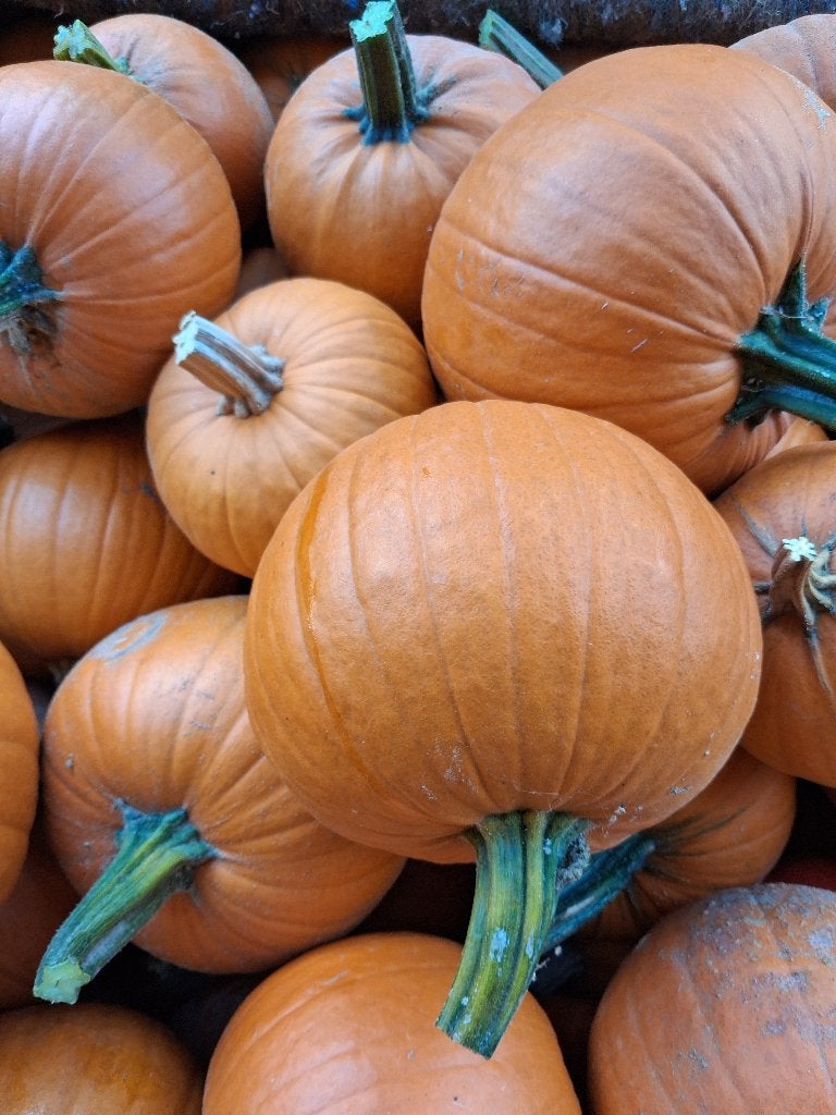 Pompoenen voor Helloween, Ophalen