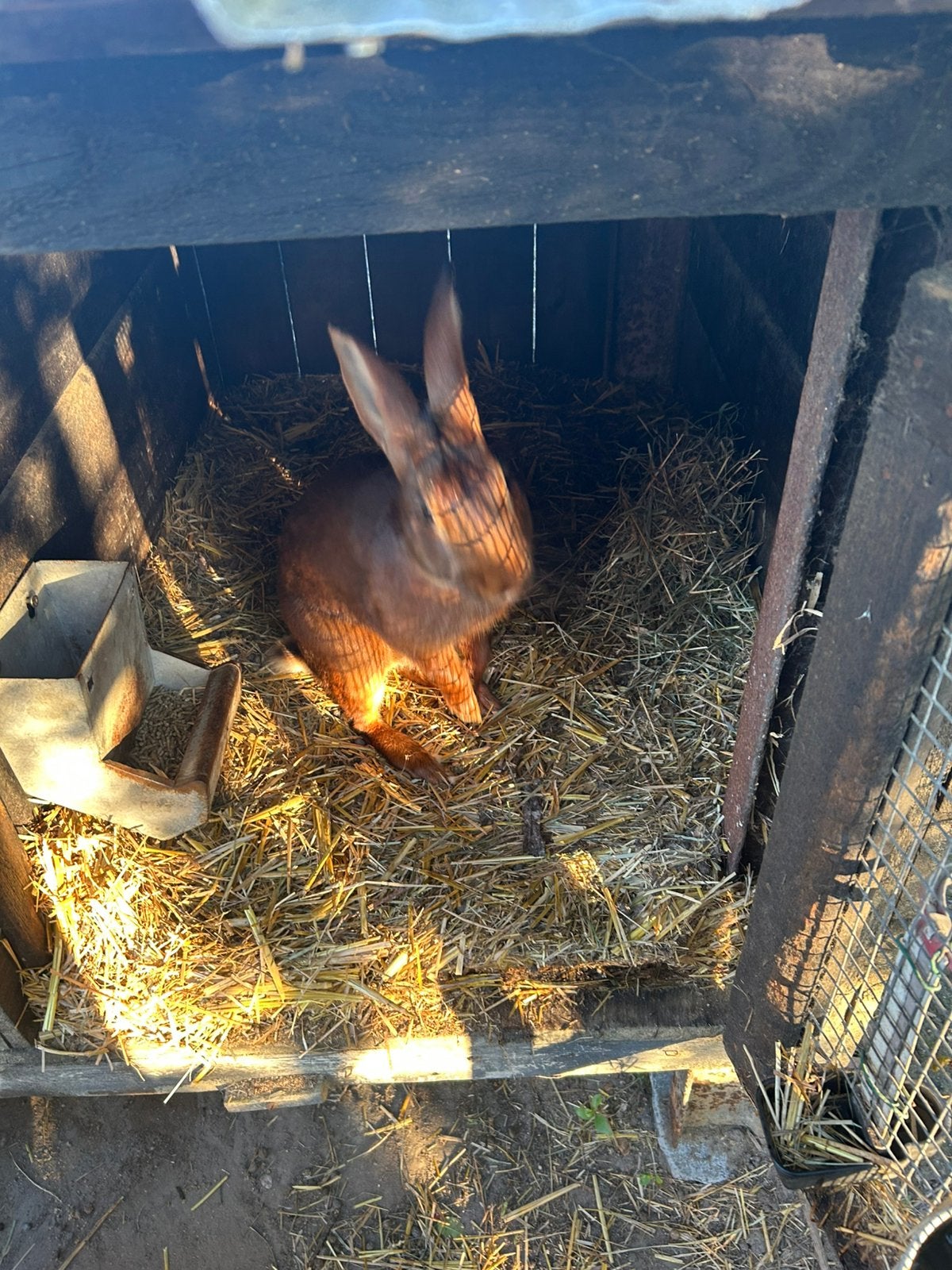 Te koop Belgische haaskonijnen