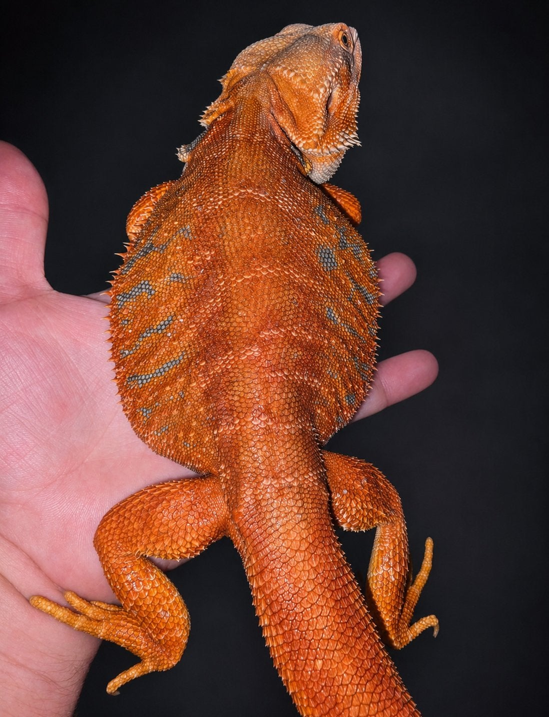 Spanish Red Hypo Tiger BB 100% het Hypo Trans LB baardagaam, 0 à 2 ans
