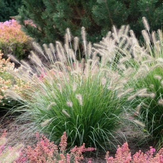Lampenpoetser siergras voor tuin, Enlèvement, Graminées ornementales