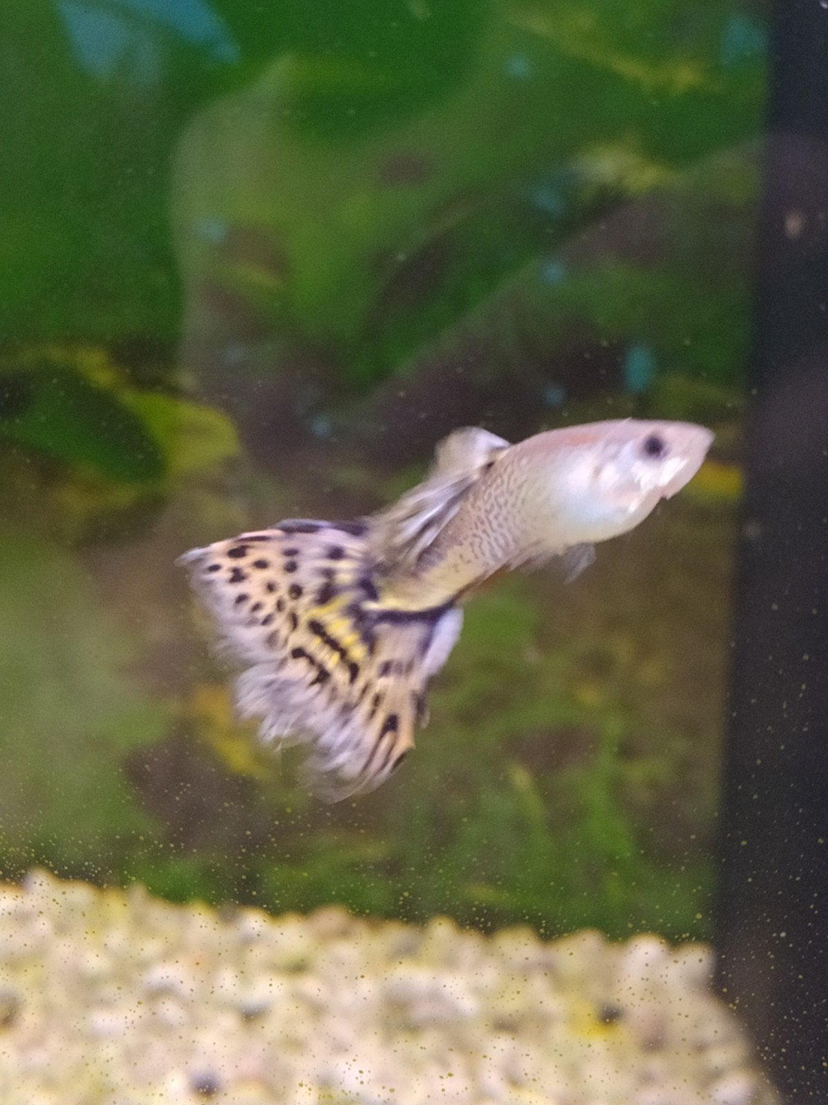 Mannetjes guppen, Dieren en Toebehoren, Vissen | Aquariumvissen