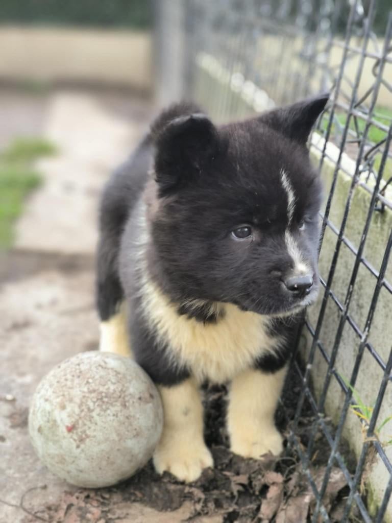 Prachtige Akita pups zoeken baasje!!, Parvo, België, Overige rassen, 8 tot 15 weken