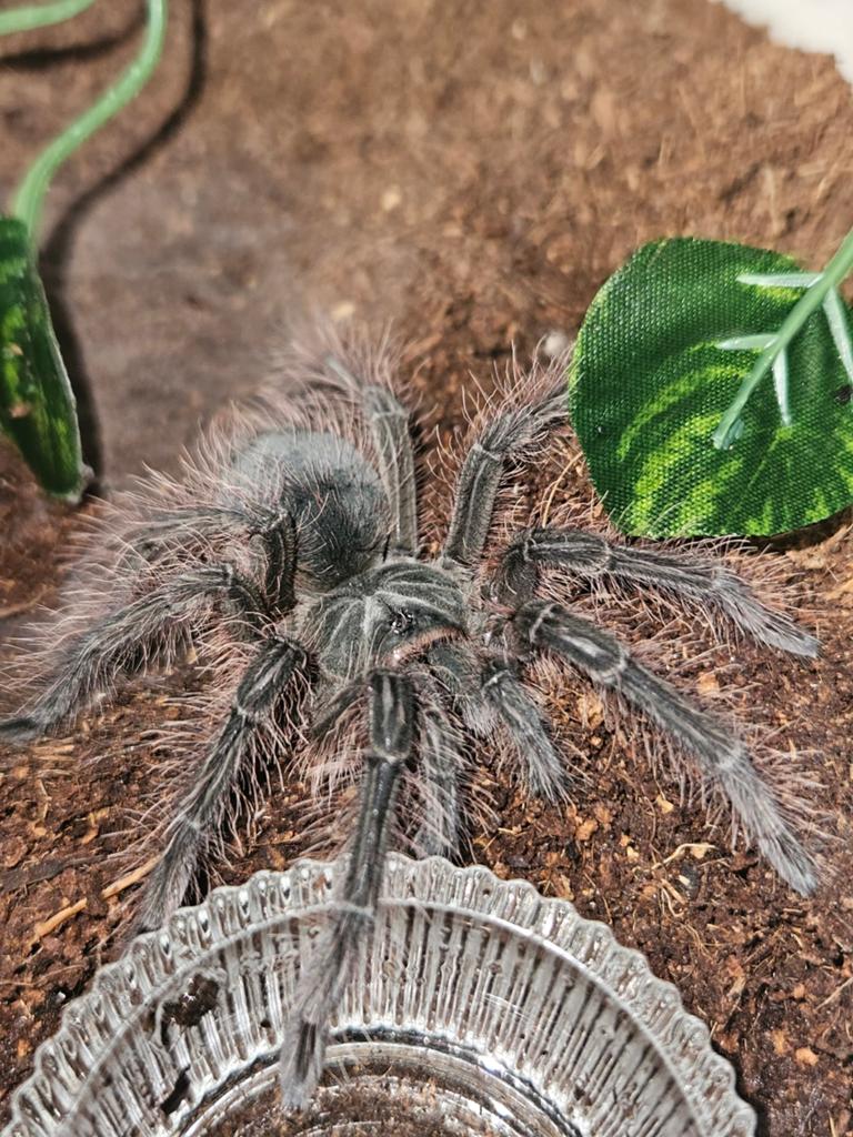 Mannetje Teraphosa blondi 4 cm lichamlengte, Dieren en Toebehoren, Insecten en Spinnen