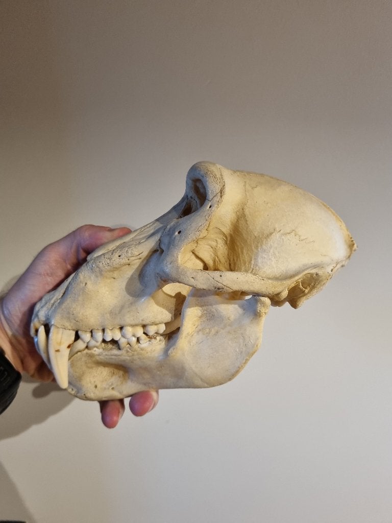 Crâne de babouin, Envoi, Utilisé, Animal sauvage, Crâne