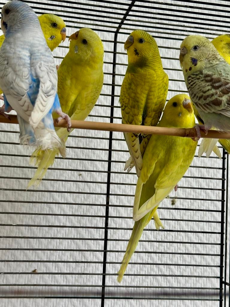 Parkiet te koop, Dieren en Toebehoren, Vogels | Parkieten en Papegaaien, Parkiet
