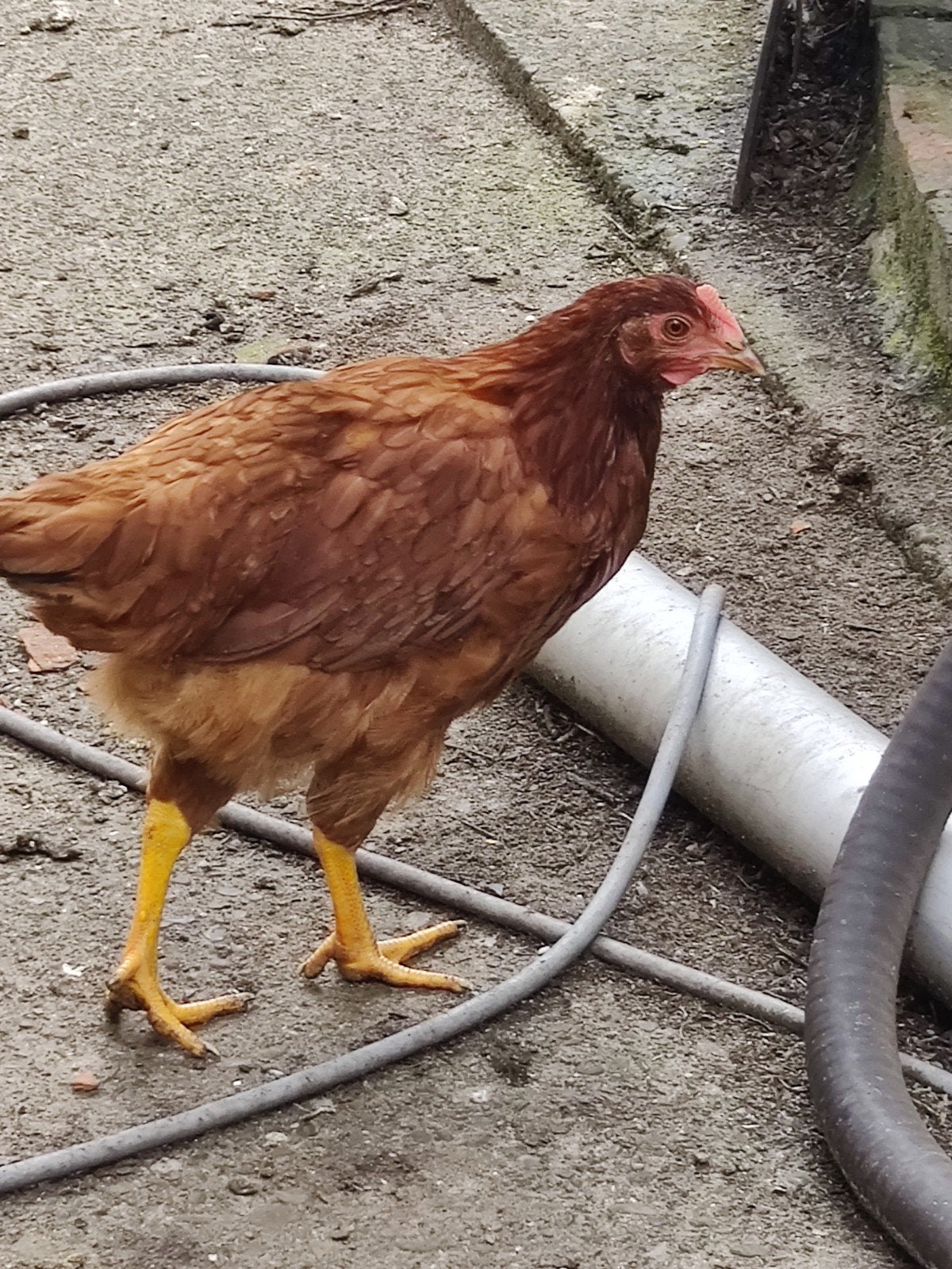 Jonge kippen, Plusieurs animaux, Poule ou poulet