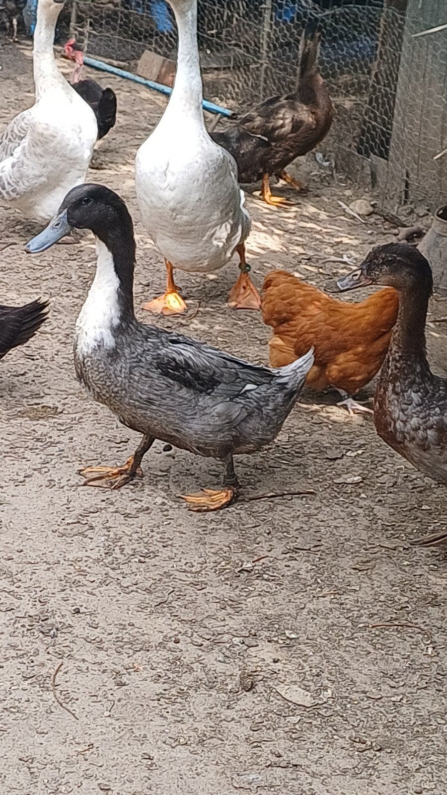 Jonge dendermondse eend, Dieren en Toebehoren, Mannelijk, Eend
