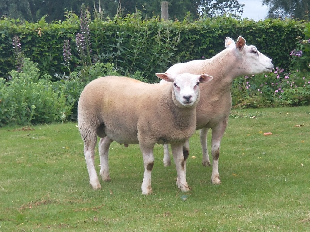 jonge schapen rouge de l' ouest en  franse texel, Meerdere dieren, Schaap, 0 tot 2 jaar