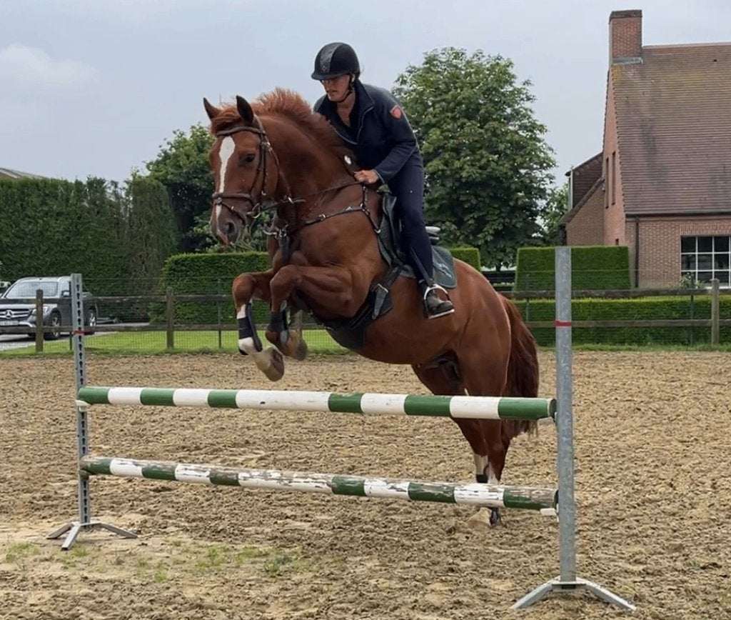 Jumping Paard, Animaux & Accessoires, Chevaux, Hongre, Ne s'applique pas, 165 à 170 cm, 3 à 6 ans, Cheval de saut, Avec pedigree
