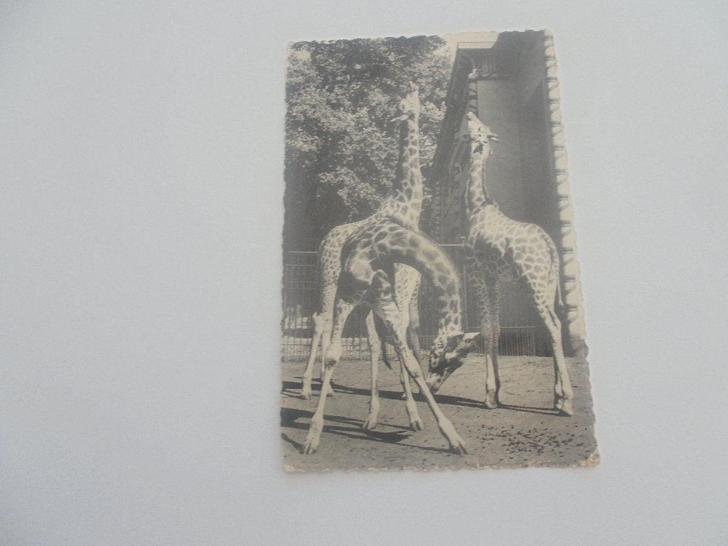antwerpen -de zoo-girafe, Collections, Enlèvement ou Envoi, 1940 à 1960, Non affranchie, Anvers