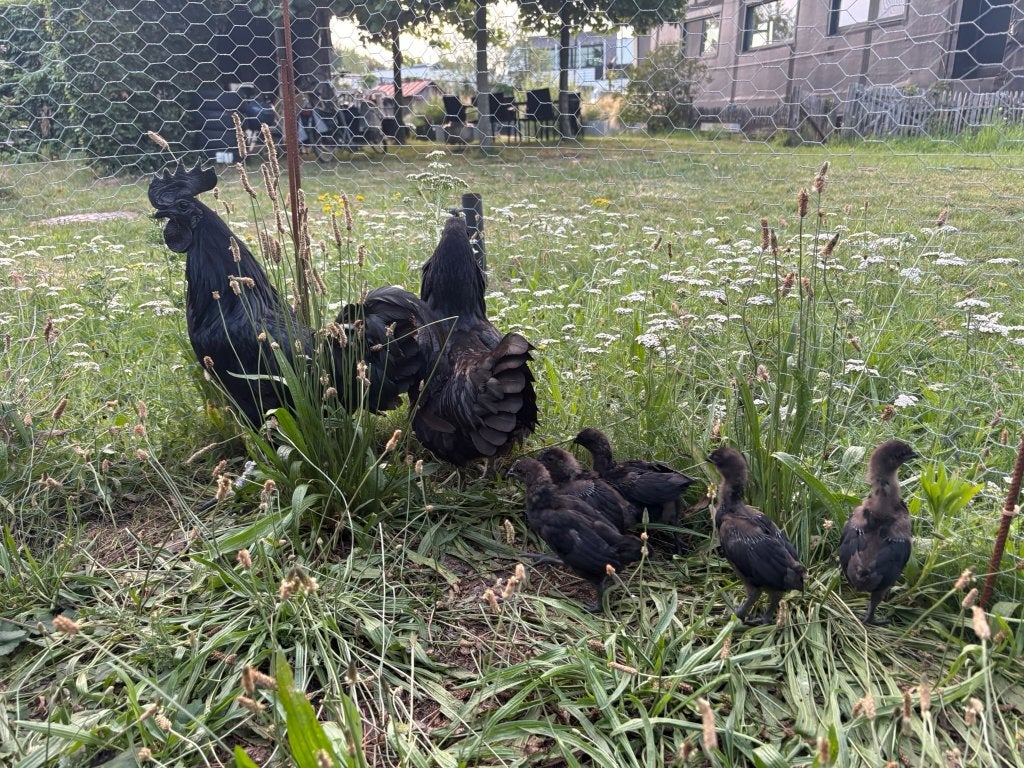 Ayam Cemani kuikens, Dieren en Toebehoren, Vogels | Overige Vogels, Geslacht onbekend