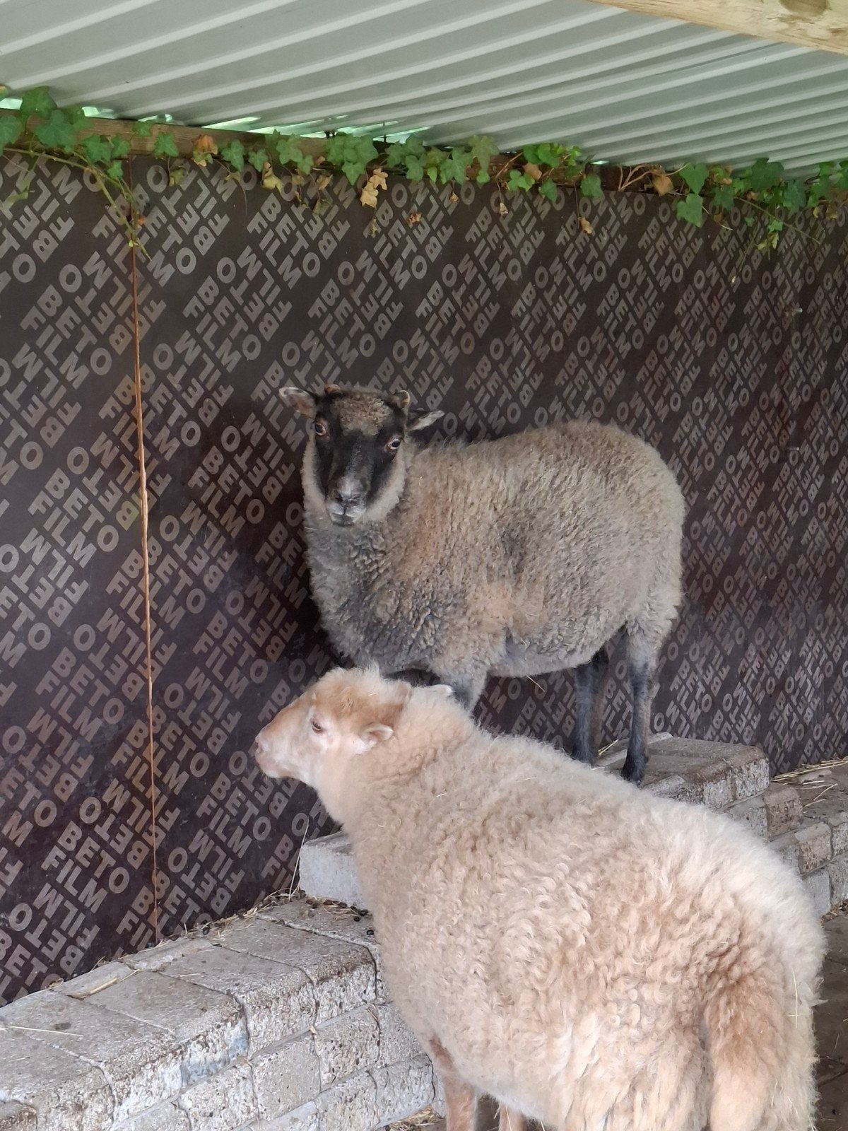 Diverse Ouessanten, Dieren en Toebehoren