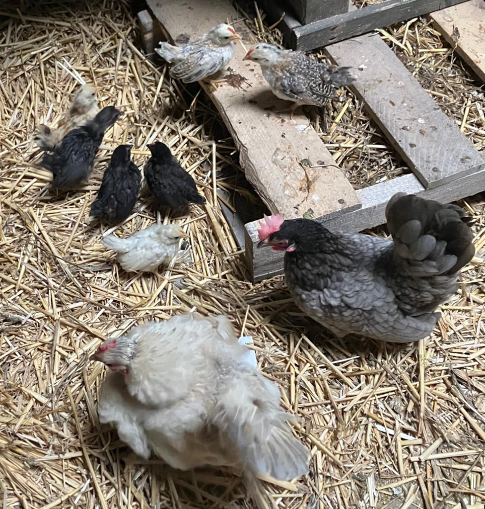 Serama kuikentjes, Dieren en Toebehoren