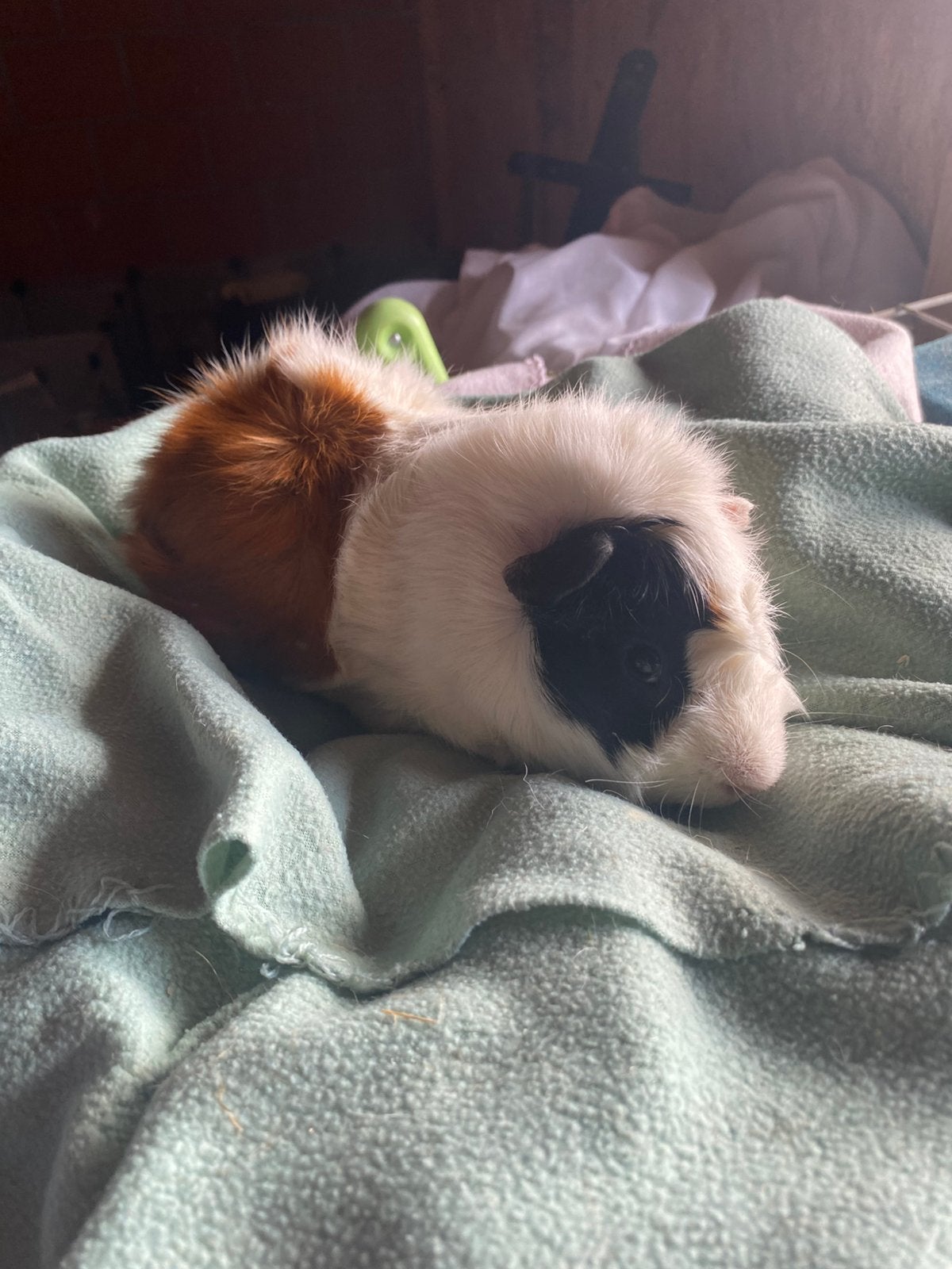 Mannetjes cavia, Dieren en Toebehoren, Cavia, Juni, Mannelijk, Tam