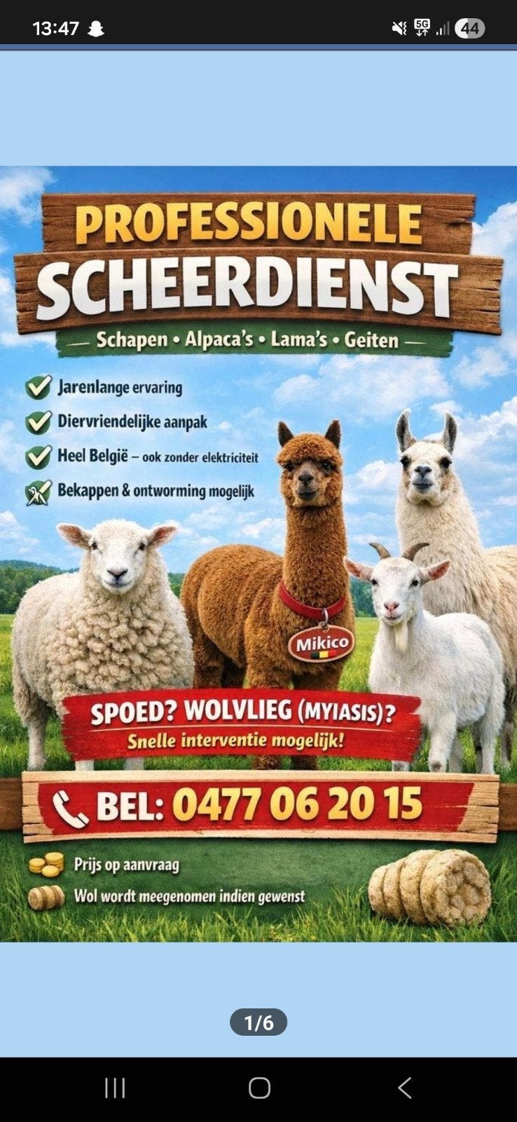 Ervaren scheerder, Dieren en Toebehoren, Schapen, Geiten en Varkens