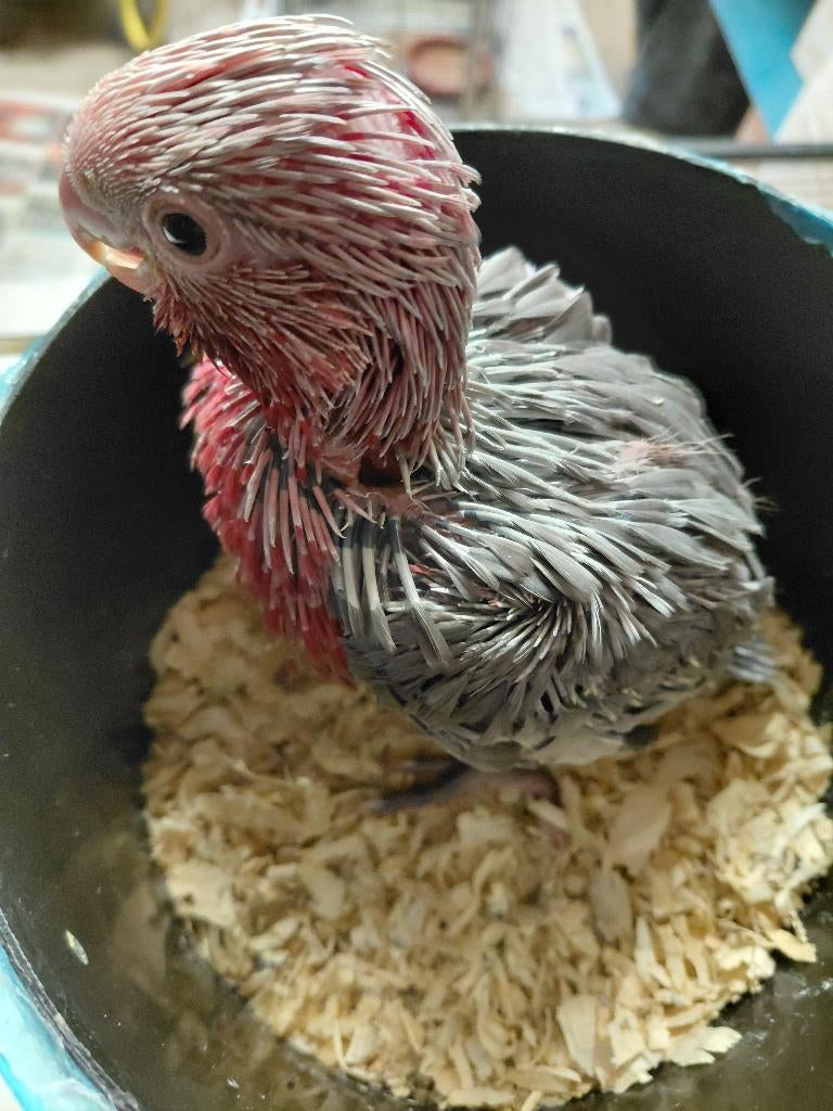 2 baby Rosè kaketoes., Dieren en Toebehoren, Vogels | Parkieten en Papegaaien, Geslacht onbekend, Papegaai, Geringd
