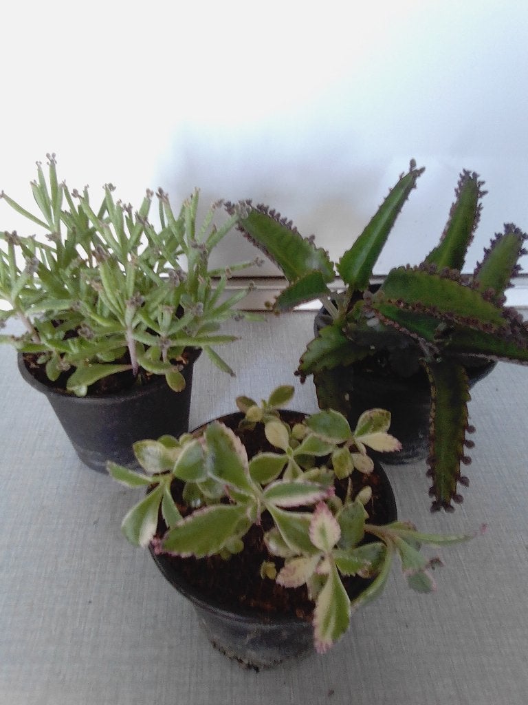 mother of tousant 3 verschillende, Huis en Inrichting, Kamerplanten, Ophalen