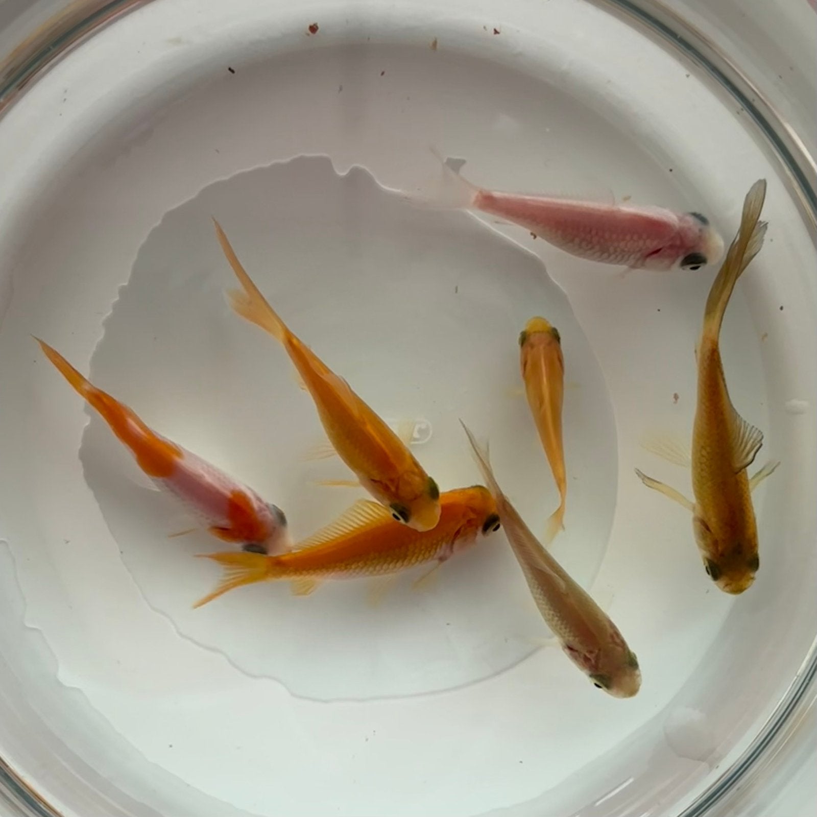Goudvisjes, Dieren en Toebehoren, Goudvis(sen)