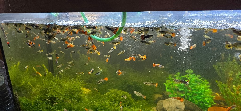 Guppy's te koop, Poisson, Poisson d'eau douce