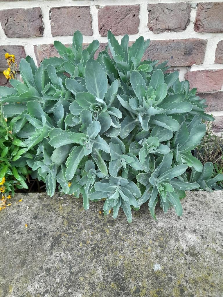 Hemelsleutel sedum, Tuin en Terras, Volle zon, Vaste plant, Zomer, Ophalen