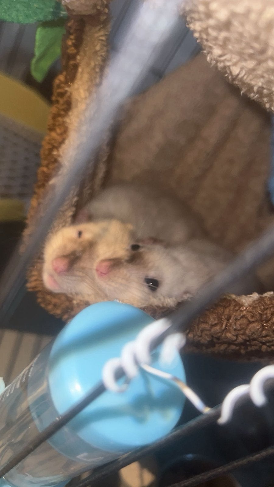 2 Siamese ratten zussen, Dieren en Toebehoren, Rat, December, Vrouwelijk, Tam