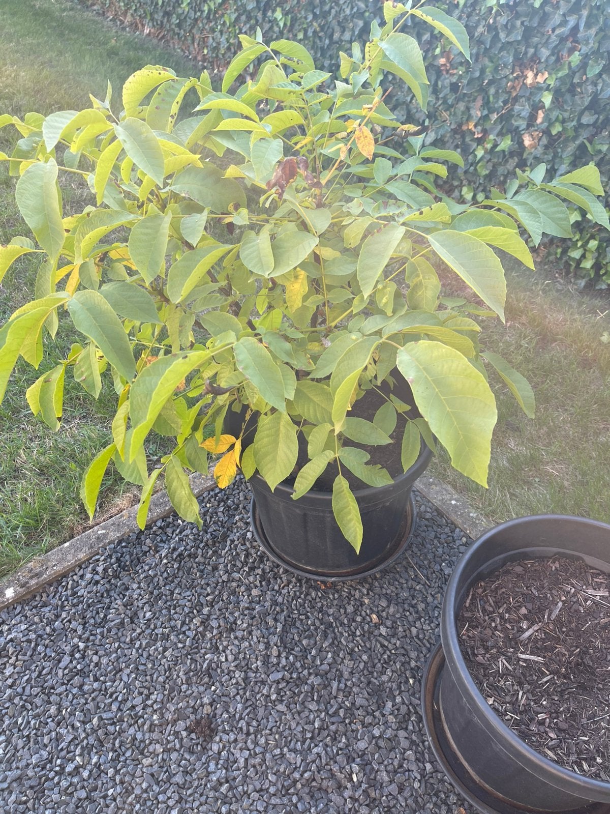 Te koop : notenboom, Tuin en Terras, Ophalen, In pot, Minder dan 100 cm