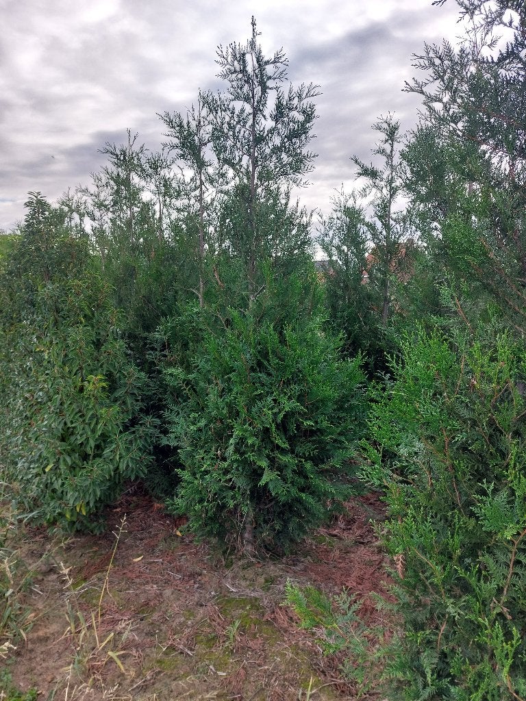 Haagplant Thuja  2.5m, Ophalen