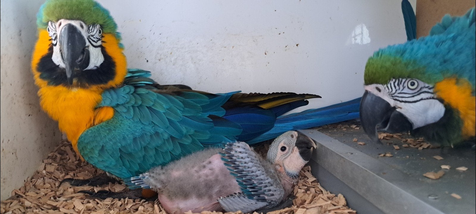 blauwgele ara baby, Dieren en Toebehoren, Geslacht onbekend, Papegaai, Tam