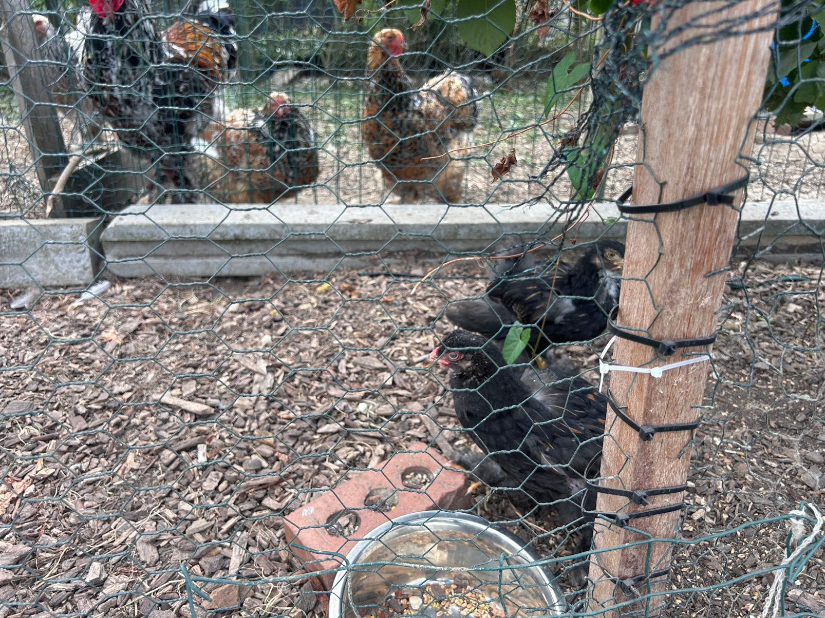 Brahma zwart-goud kuikens, Dieren en Toebehoren, Pluimvee