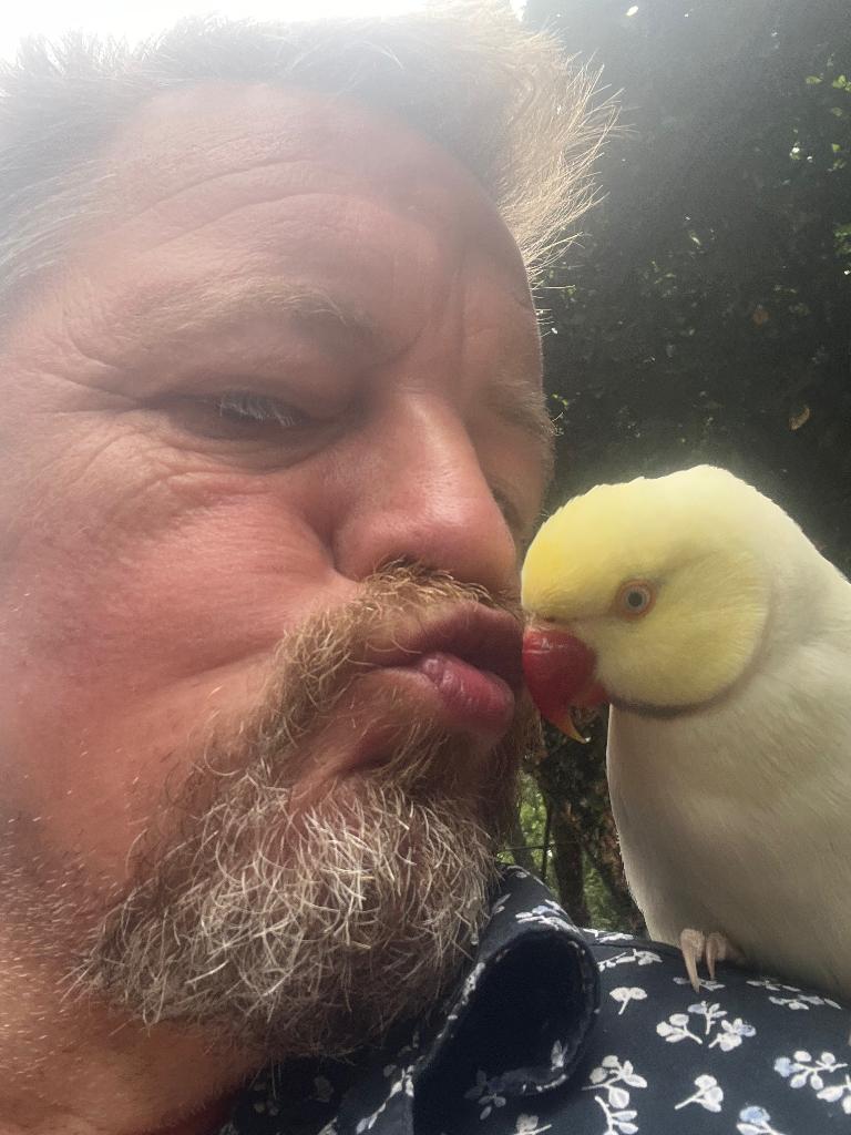 Jonge vogels, Meerdere dieren, Papegaai, Geringd
