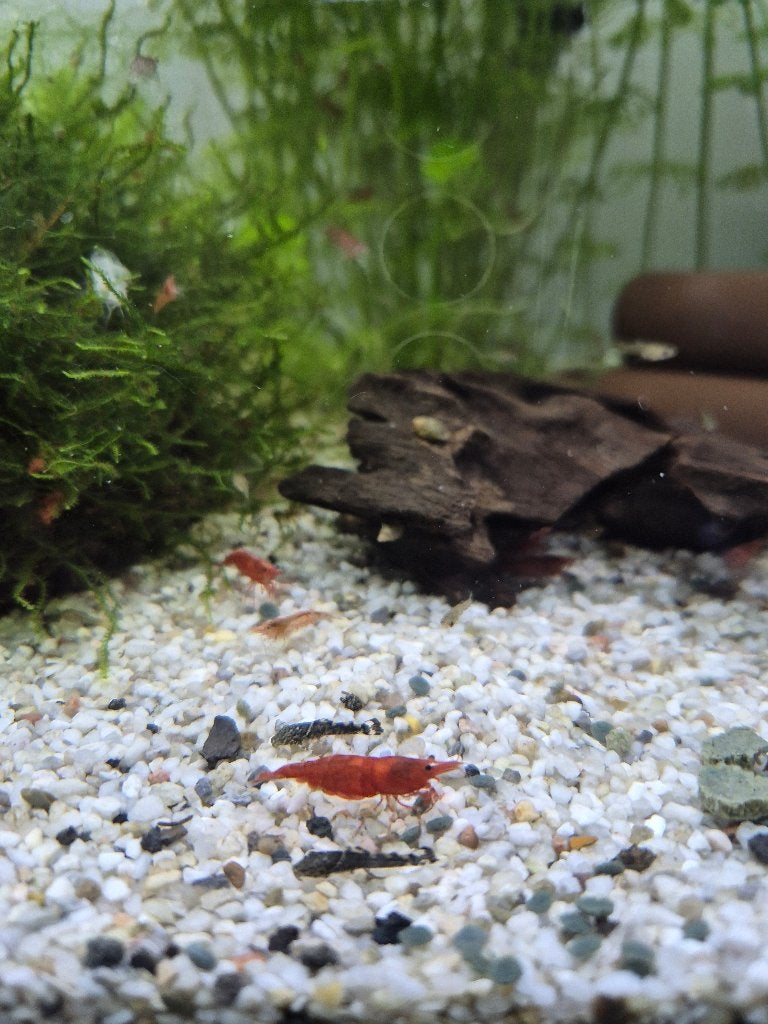 Vuurgarnalen/ rode garnalen te koop, Kreeft, Krab of Garnaal, Zoetwatervis
