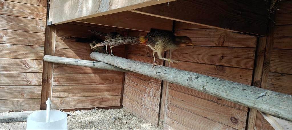 Foktoom Goudfazanten met Aviornis stamboom, Dieren en Toebehoren, Geringd