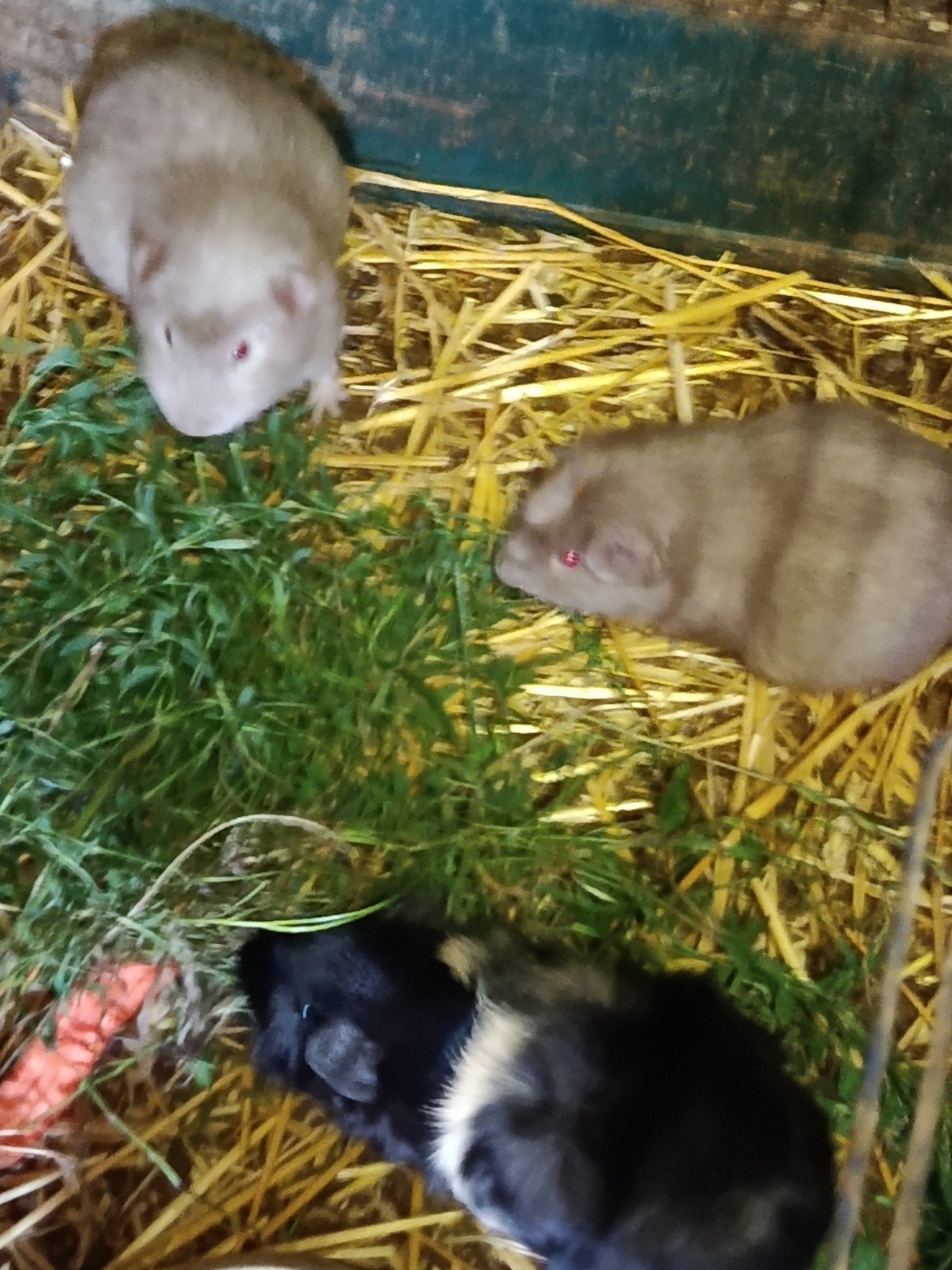 Cavia beertjes, Dieren en Toebehoren, Cavia, Mannelijk, Tam, Oktober