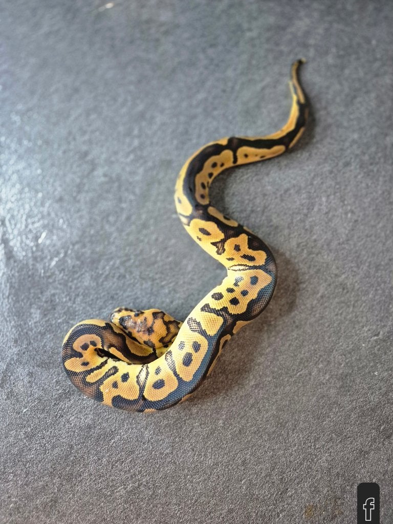 Python regius nc2026 Ball Python photo 11