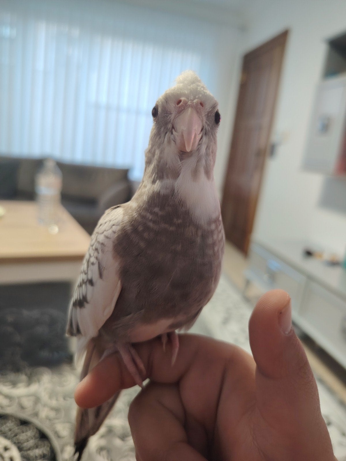 Super lieve valkparkiet, Dieren en Toebehoren, Geslacht onbekend, Parkiet, Geringd