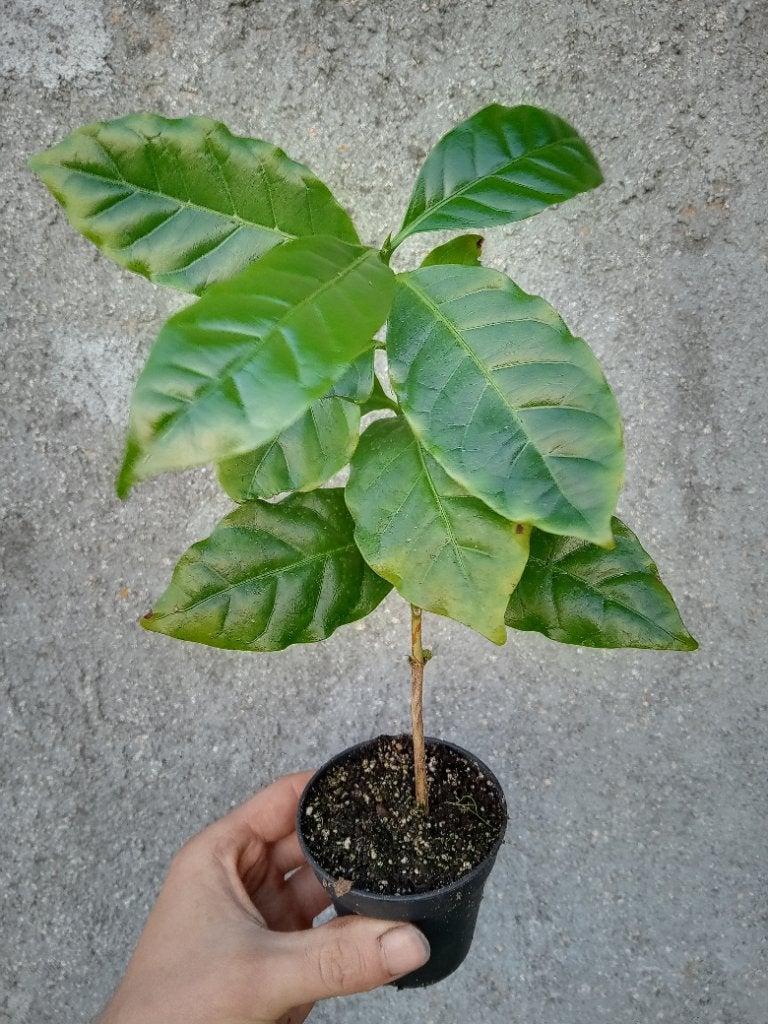 Koffie plantje coffea, Huis en Inrichting, Ophalen, 100 tot 150 cm, Overige soorten, Halfschaduw