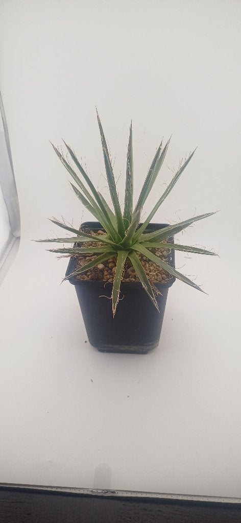 agave filifera schidigera, Plante succulente, Moins de 100 cm, Plante verte, Plein soleil