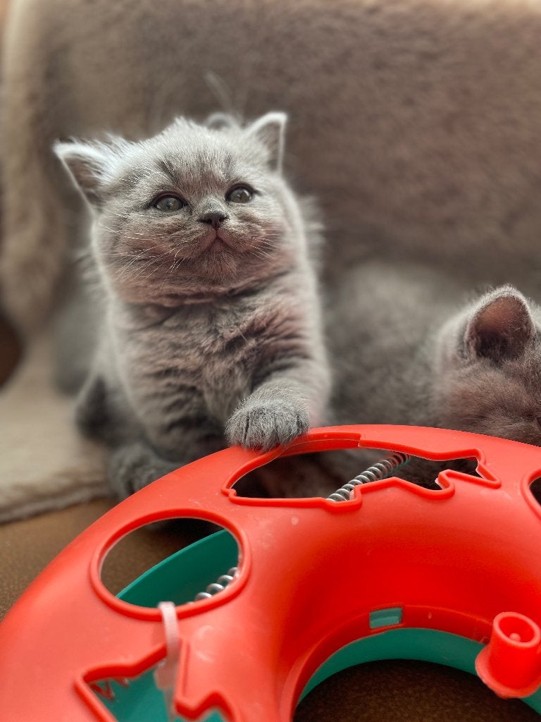 Britse korthaar kittens, Kater, Gechipt, 0 tot 2 jaar