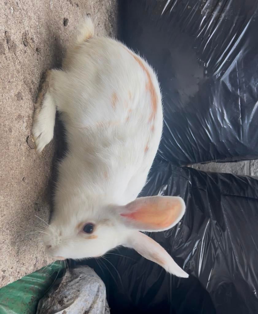 Lapin papillon