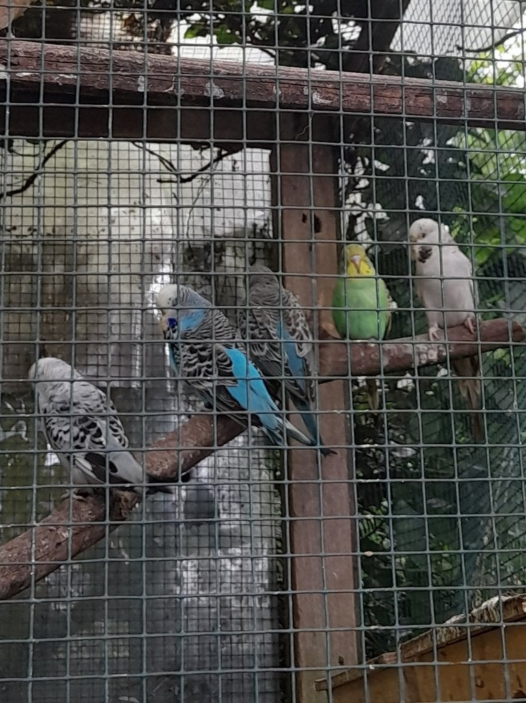 Engelse grasparkieten, Plusieurs animaux, Perruche, Domestique