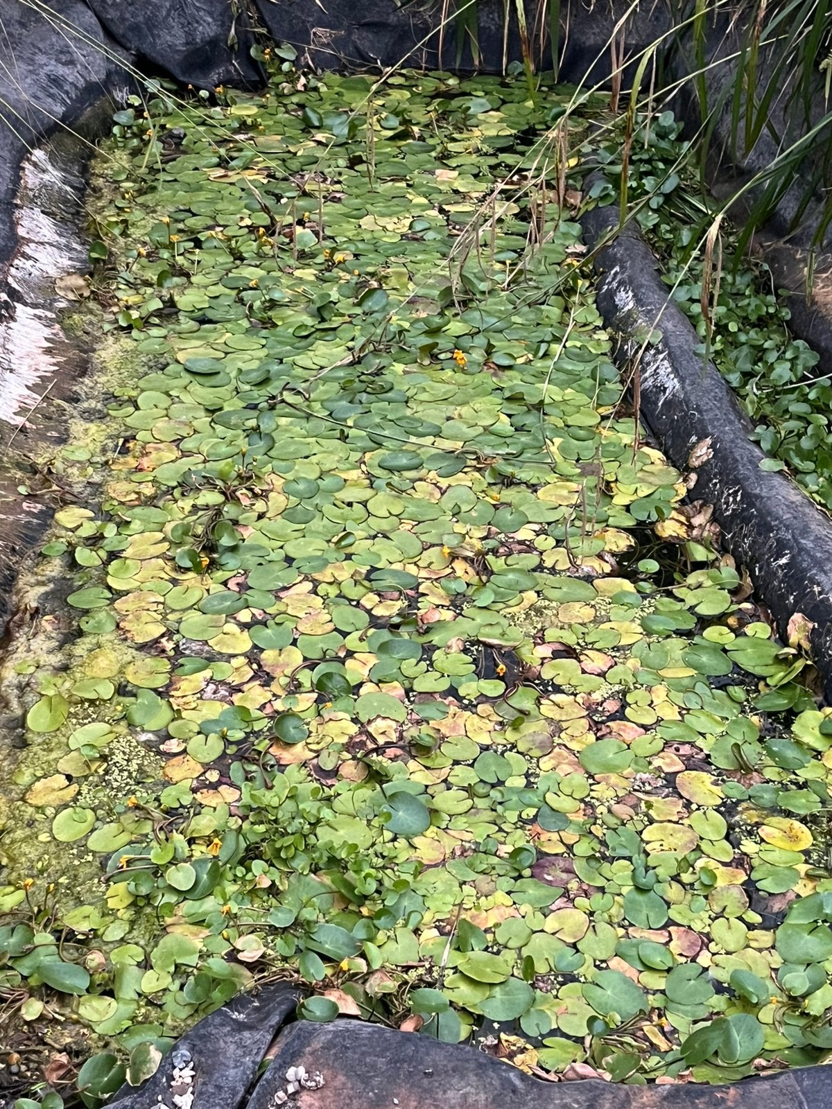 Waterlelies gele, Tuin en Terras, Ophalen, Zo goed als nieuw