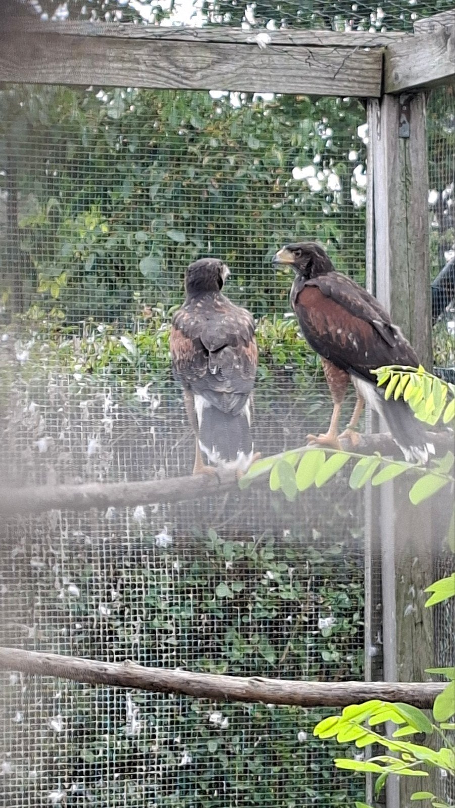 Woestijnbuizerd jongen, Plusieurs animaux, Oiseau de proie, Bagué