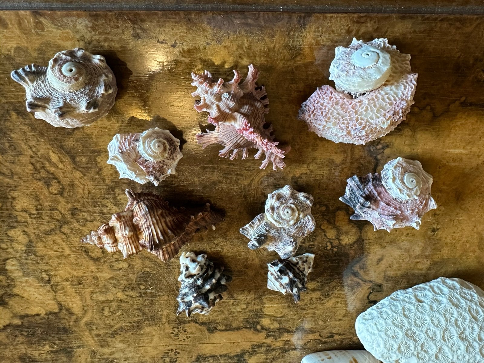 Coquillages Collections Aquarium Vacances Mer Déco, Collections, Enlèvement, Coquillage(s)