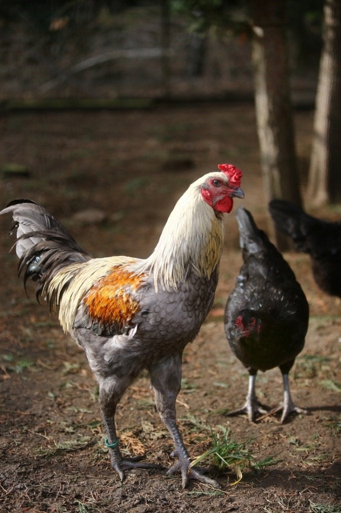 luikse  vechtkriel  haan  gezocht  zilverpatrijs, Dieren en Toebehoren, Mannelijk, Kip