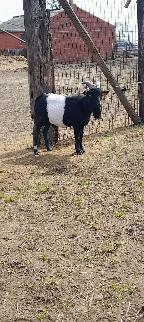 Super lief dwerggeitje zoekt nieuw stalletje, Geit, 0 tot 2 jaar