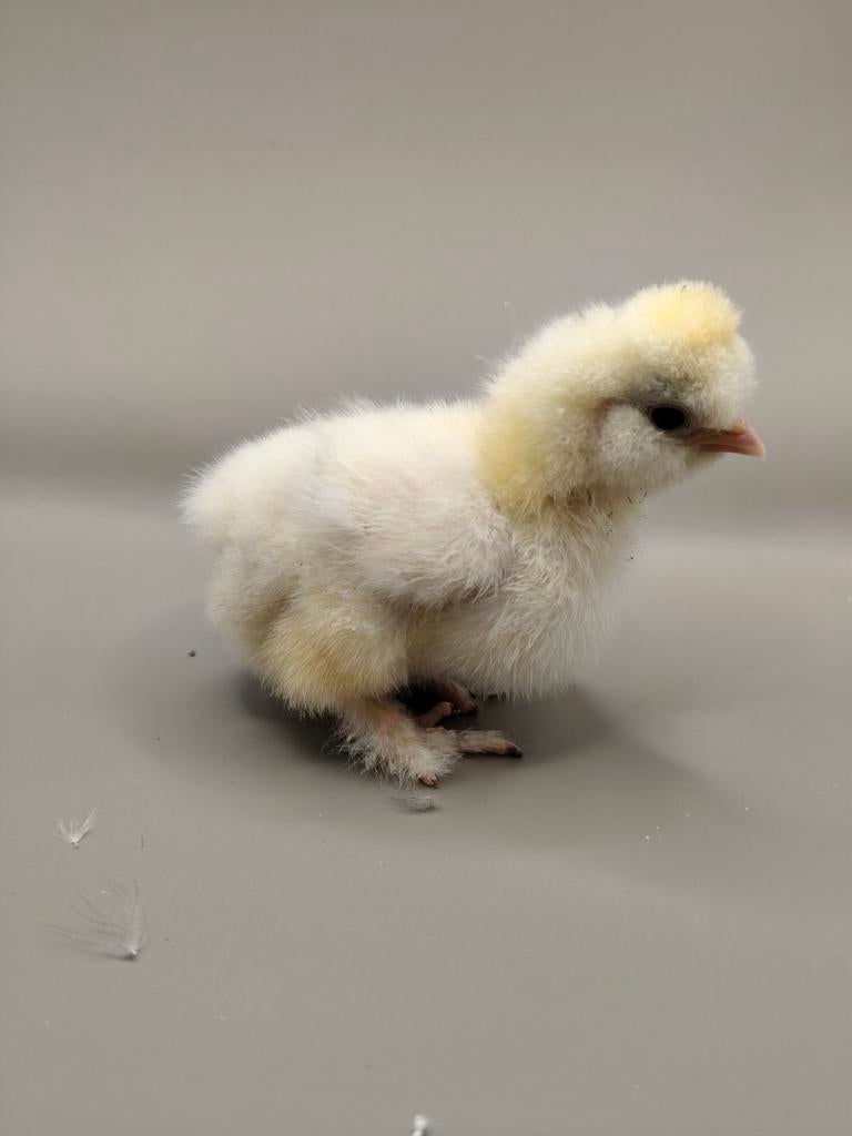 Usa zijdehoen hennen kuikens, Dieren en Toebehoren, Vrouwelijk, Kip