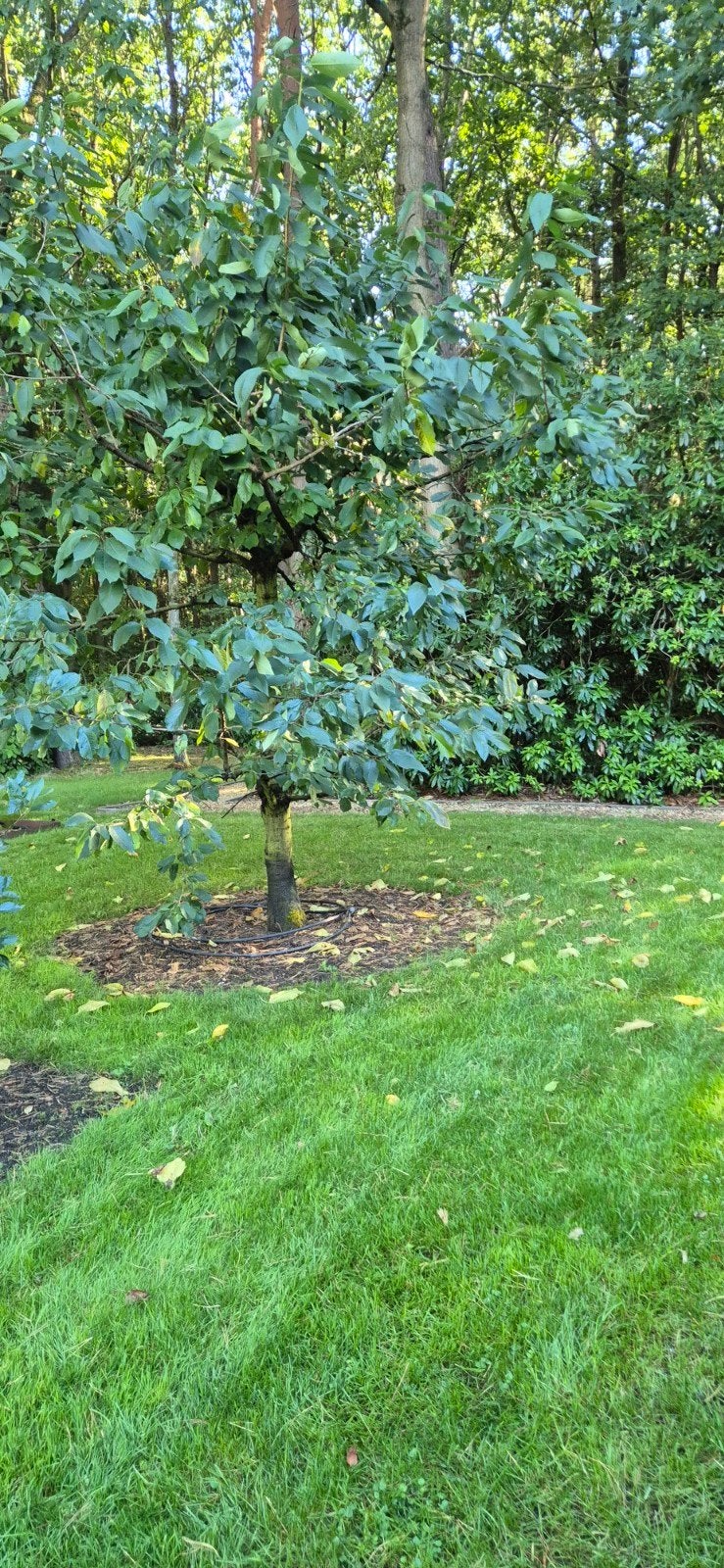kersen boom, Tuin en Terras, Planten | Struiken en Hagen, Ophalen of Verzenden