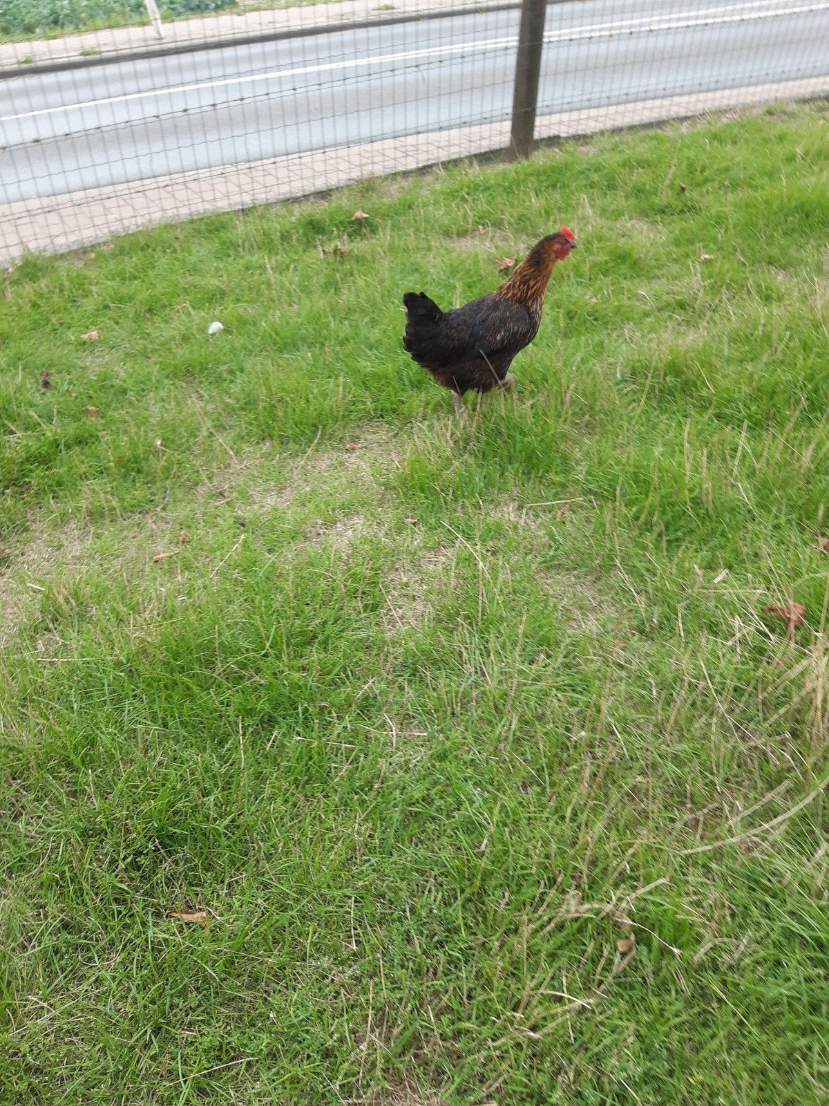 2 legkippen, Dieren en Toebehoren