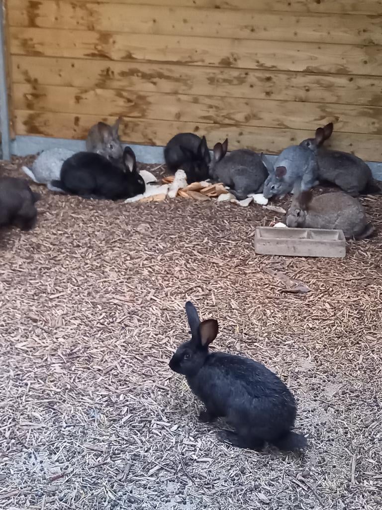 Jonge kweekrijpe/slachtrijpe vleeskonijnen, Plusieurs animaux, Grand, 0 à 2 ans