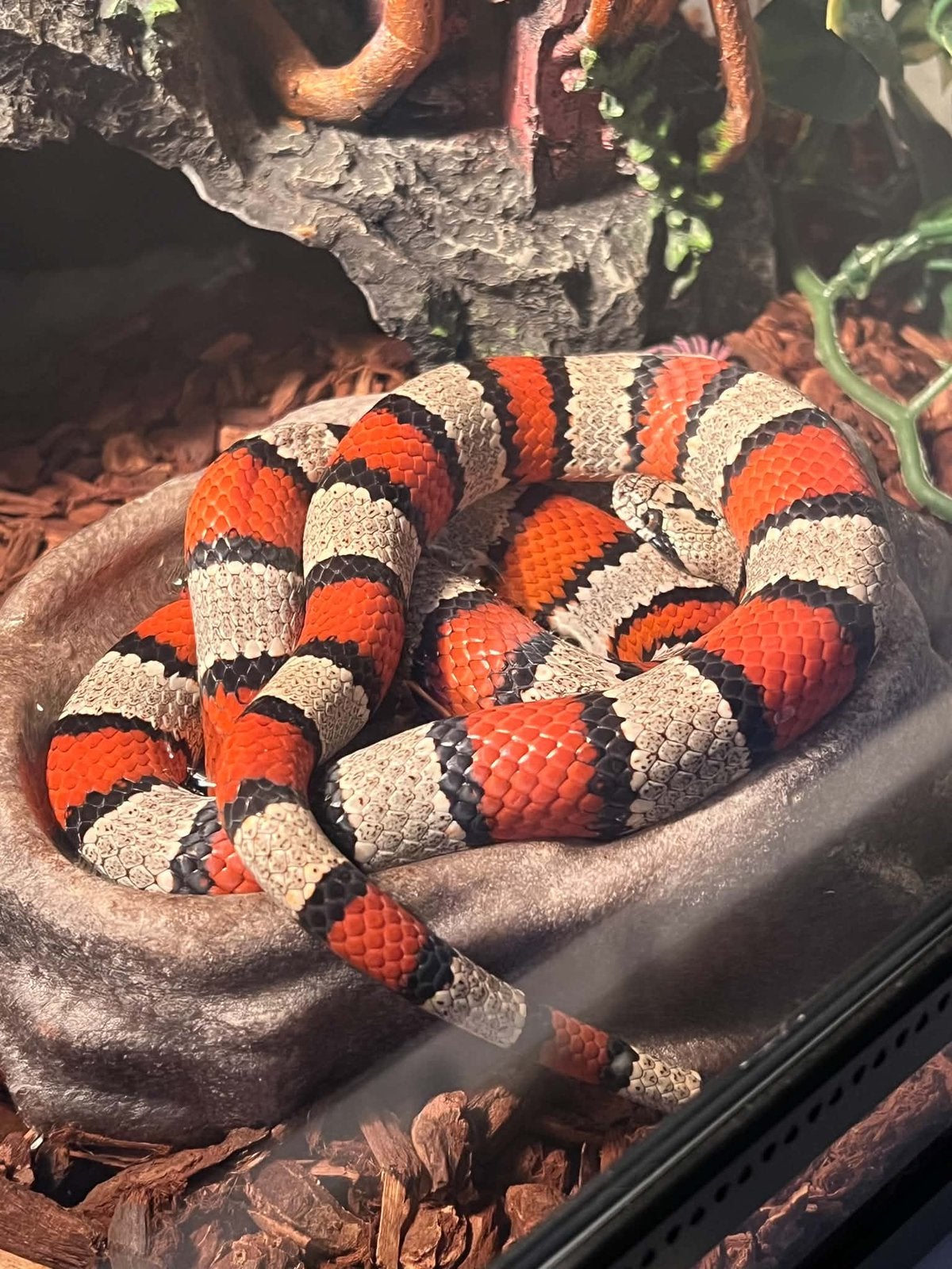 Melkslang + terrarium en toebehooren, Dieren en Toebehoren